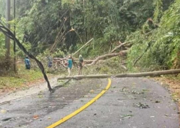 Bencana Longsor dan Pohon Tumbang Lumpuhkan Ruas Jalan Batu Brak-Belalau 