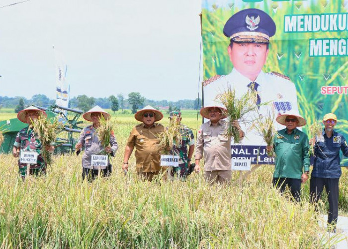 Gubernur Arinal Panen Raya Padi di Lampung Tengah