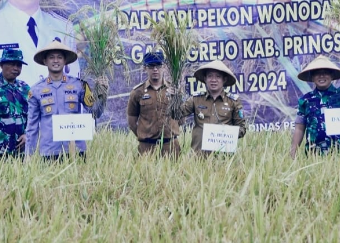 Pringsewu Surplus Beras 43 Ribu Ton, Panen TOT Buka Harapan Swasembada