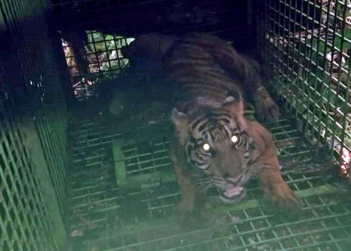 Harimau Diduga Memangsa Warga Lampung Barat Tertangkap, Berikut Daftar Korban dan Kejadian Selama Konflik