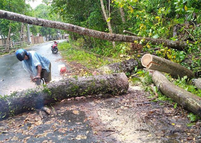 BPBD Bersihkan Pohon Tumbang di Jalan Wisata
