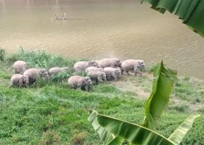 Sebulan Terakhir, Warga Suoh-BNS Terbebas dari Teror Gajah