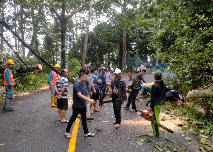 Pohon Tumbang Berhasil Dibersihkan, Akses Jalan Liwa-Krui Kembali Normal