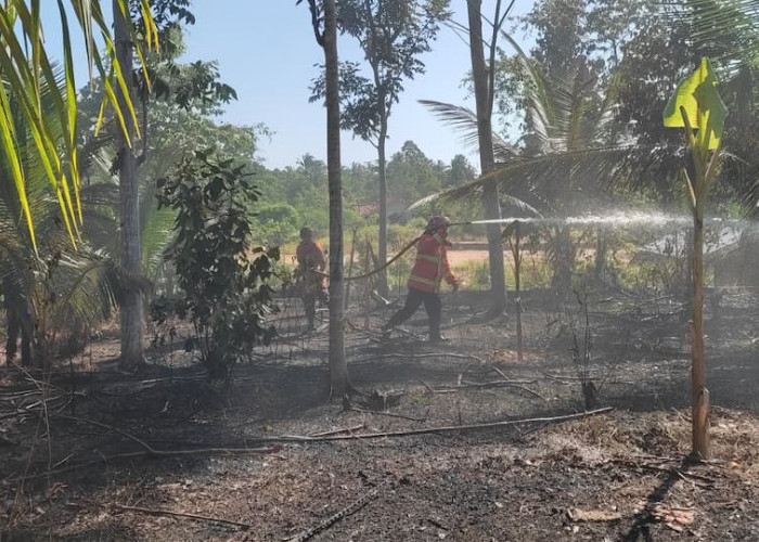 Bekas Bakar Singkong, Diduga Penyebab Lahan Terbakar