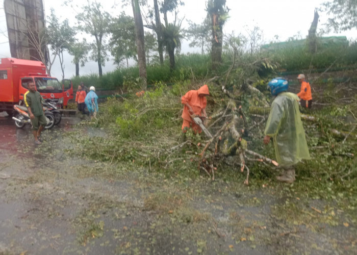 Gerak cepat, BPBD dan DLH Bersihkan Pohon Tumbang di Jalan Raden Intan 