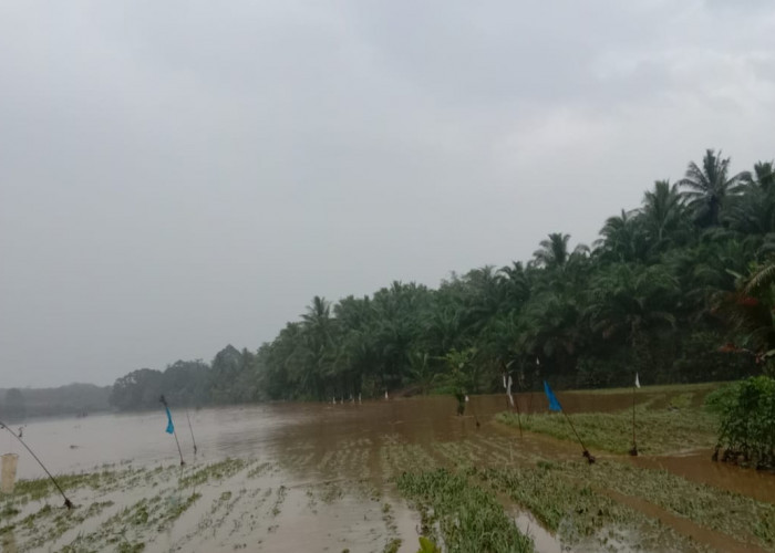 Hujan Deras, Puluhan Hektare Tanaman Padi di Ulok Mukti Tergenang Banjir