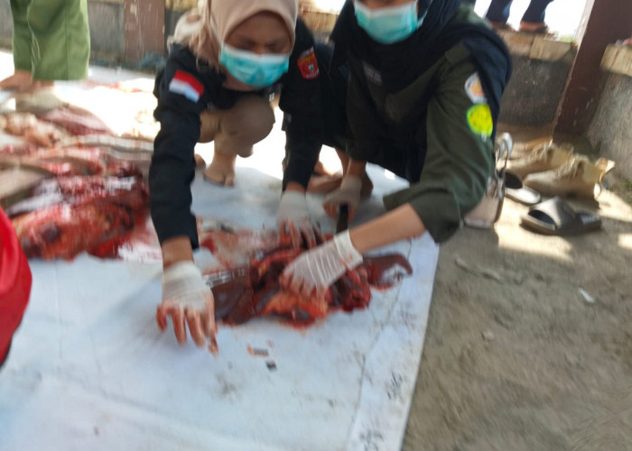 Disbunnak Lampung Barat Temukan Hewan Kurban Mengandung Cacing Hati