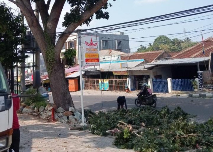 Ancam Keselamatan Pengguna Jalan, Lurah Gedong Air Pangkas Pohon Besar di Pinggiran Jalan