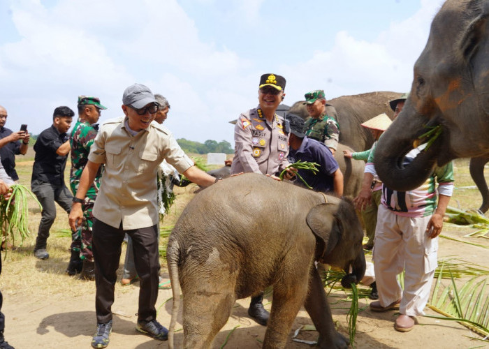 Karhutla TNWK Padam, Gubernur Mirza Pastikan Gajah Sumatera Aman