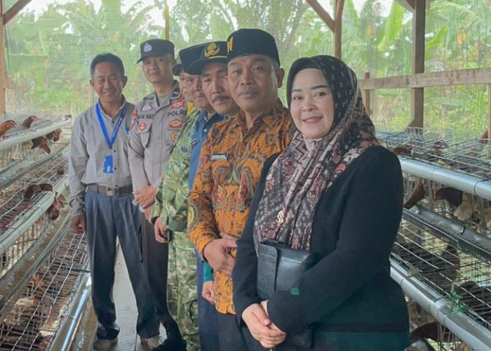 Camat Waytenong Tinjau Program Ayam Petelur Mutaralam, Dorong Perluasan Usaha dan Pasar