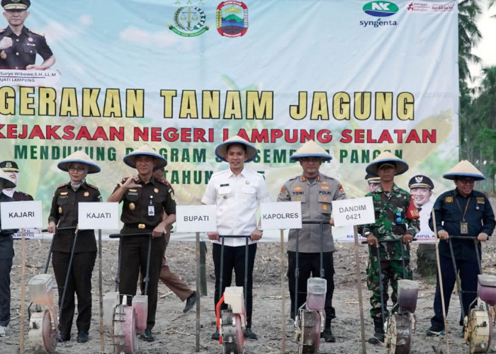 Bupati Egi dan Kajati Lampung Tanam Jagung Perdana di Kalianda