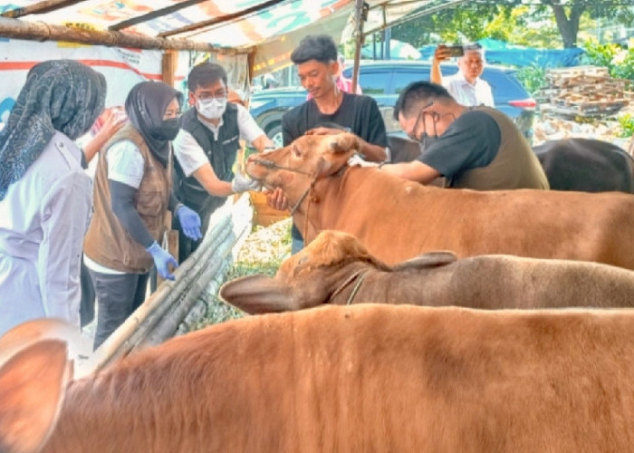 Jelang Idul Adha, Bandar Lampung Perkuat Vaksinasi PMK pada Hewan Ternak