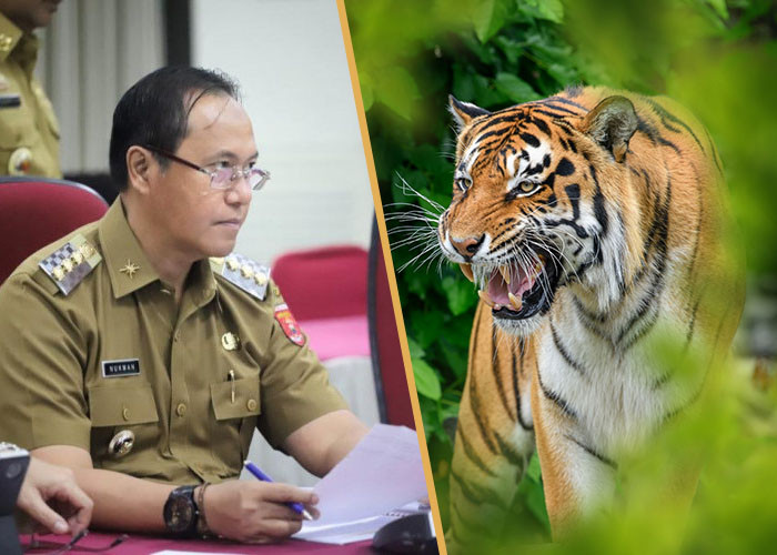 Dua Warganya Tewas Diterkam Harimau, Nukman: Harus Ditangkap Hidup atau Mati