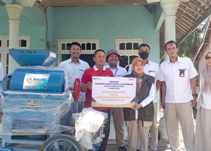 Berikan Bantuan Corn Sheller ke Petani, Bulog Lampung Serap 500 Ton Jagung dari Petani 