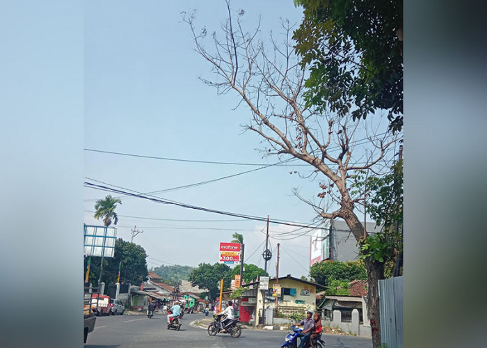 Pohon Mati di Persimpangan Jalan Imam Bonjol Membahayakan Pengendara