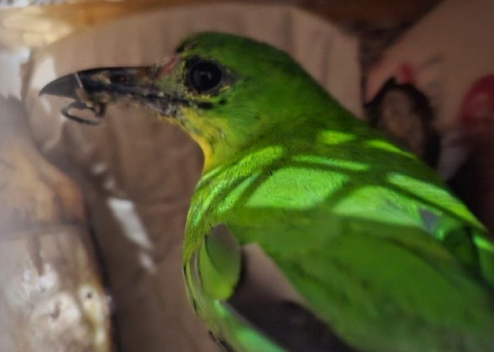 Polres Lampung Selatan Gagalkan Penyelundupan Ratusan Ekor Burung di Bakauheni