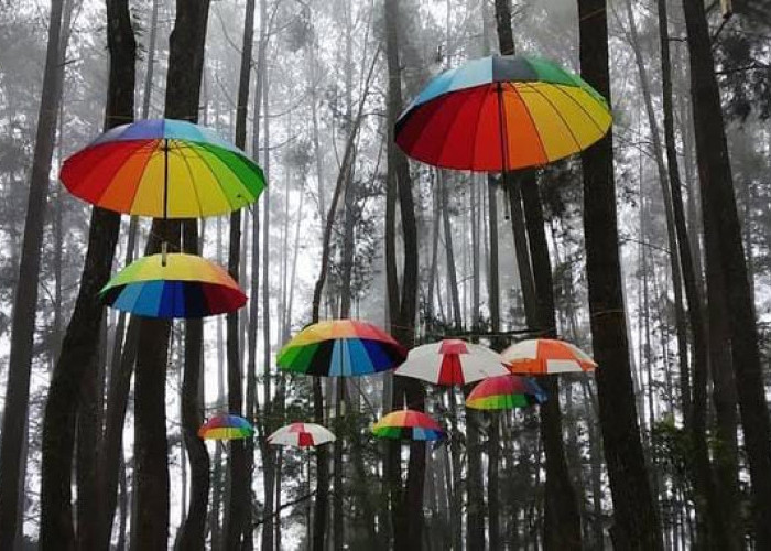 Pinus Eco Park Lampung Barat, Wisata Alam Sejuk Favorit Keluarga di Sumber Jaya