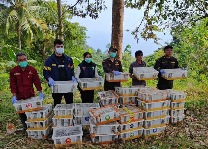 2.775 Burung Dilepasliarkan Usai Diamankan di Pelabuhan Bakauheni