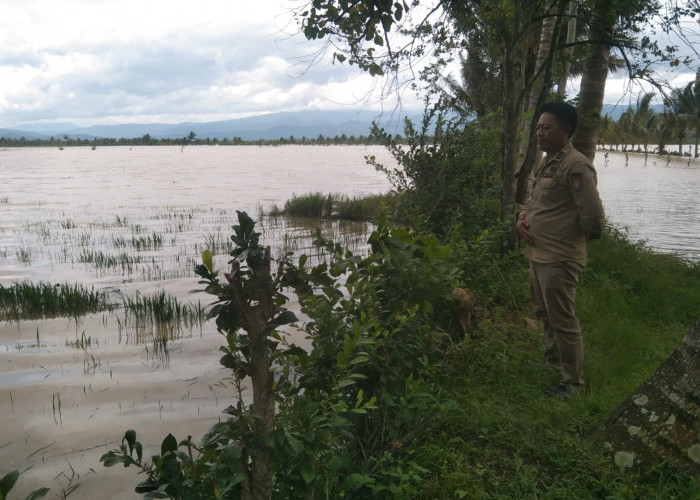 Banjir Bandang, Ratusan Hektare Tanaman Padi di Lambar Terendam