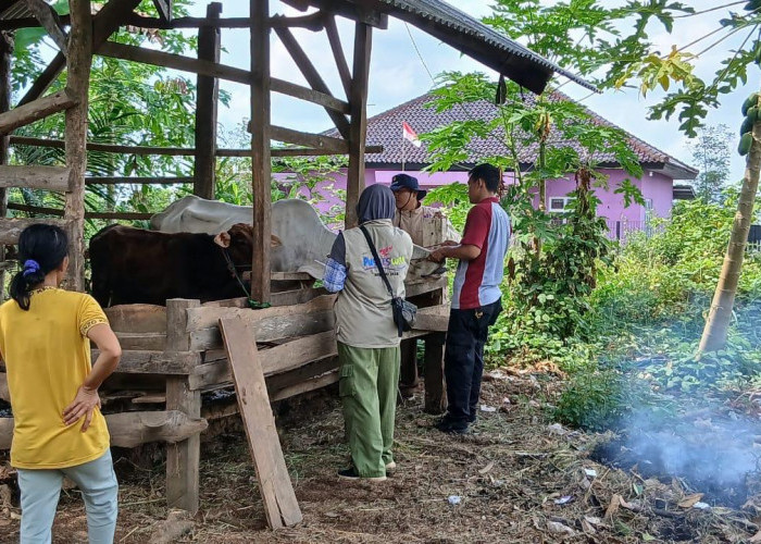 Cegah Penyakit Kuku dan Mulut, Dinas Peternakan Lampura Gelar Vaksinasi Massal