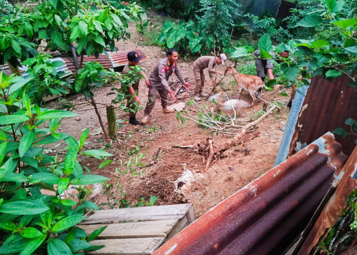 Rusak Tanaman di Perkebunan Warga, Satpol PP Pesisir Barat Tangkap Hewan Ternak Liar