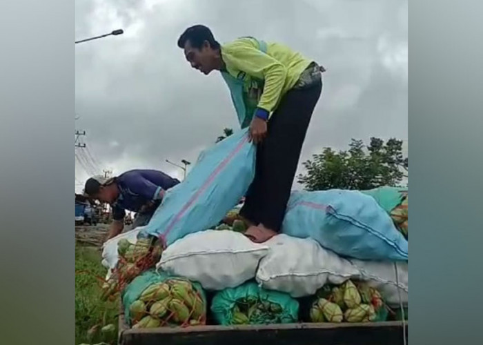 Tak Laku, Pengepul Buang Berkarung-karung Labu Siam di Pinggir Jalan 