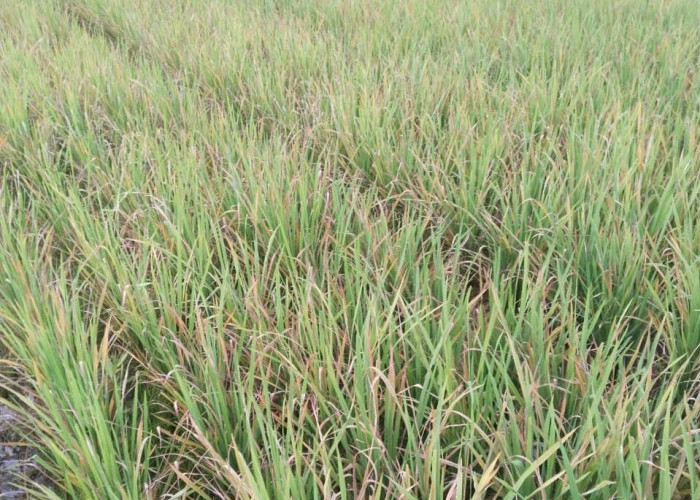 Tiga Hektar Sawah di Sumur Jaya Diserang Hama Kresek