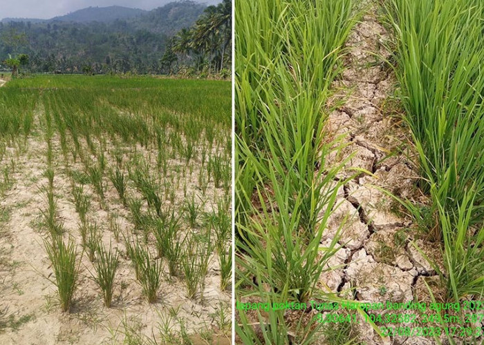 Respon Kekeringan Ratusan Hektare Sawah, Pemkab Lampung Barat Segera Cari Solusi