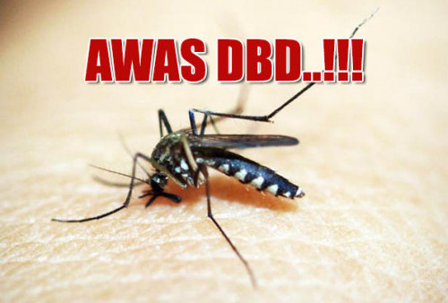 Masyarakat Harus Kenali Ciri-Ciri Nyamuk Aedes Aegypti Penyebab DBD