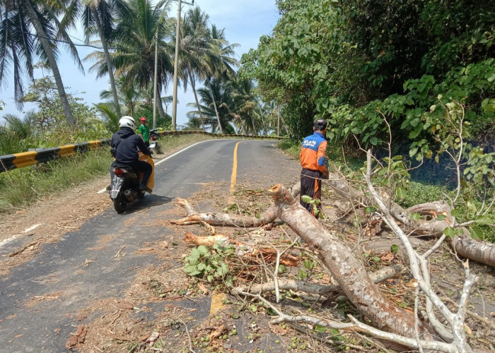 Tim Satlak BPBD Pesisir Barat Bersihkan Pohon Tumbang di Jalinbar