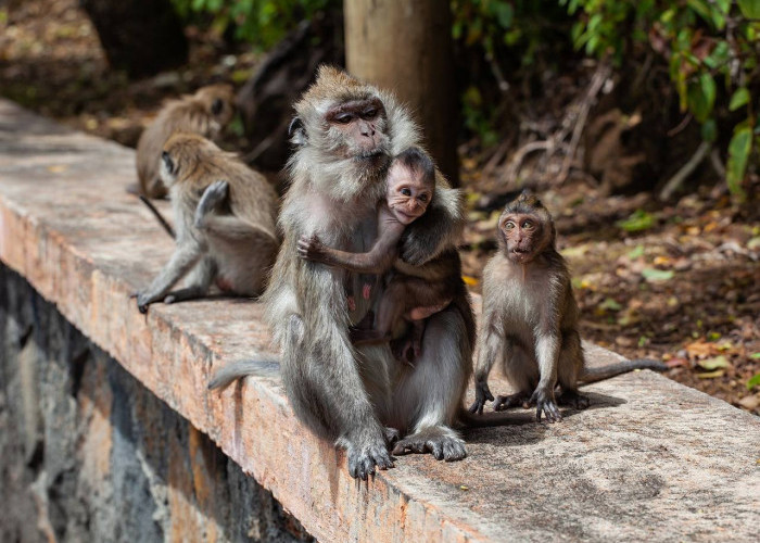 Pentingnya Pelestarian Monyet Ekor Panjang dalam Mempertahankan Keanekaragaman Hayati TNWK