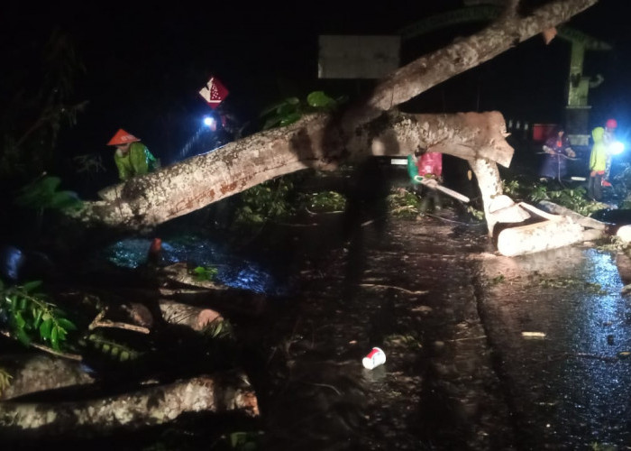 Hujan Deras, Satu Pohon Tumbang di Jalan Lintas Liwa-Krui 