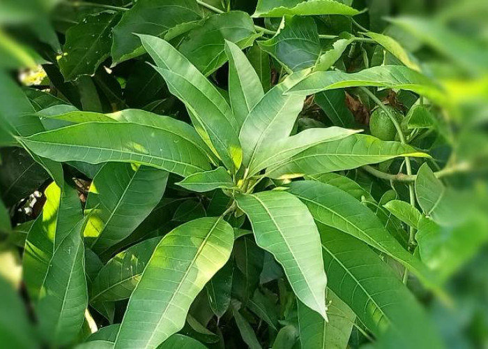 10 Manfaat Daun Mangga bagi kesehatan 