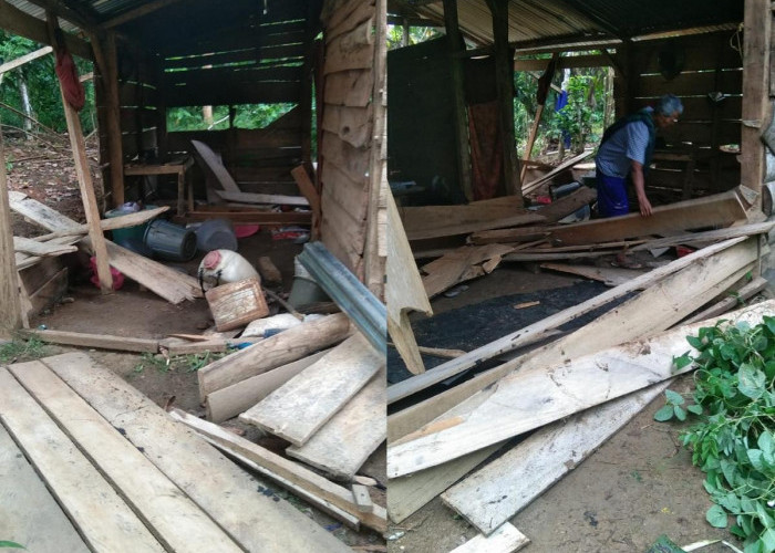 Diseruduk Gajah, Rumah Warga Suoh Lampung Barat Nyaris Roboh