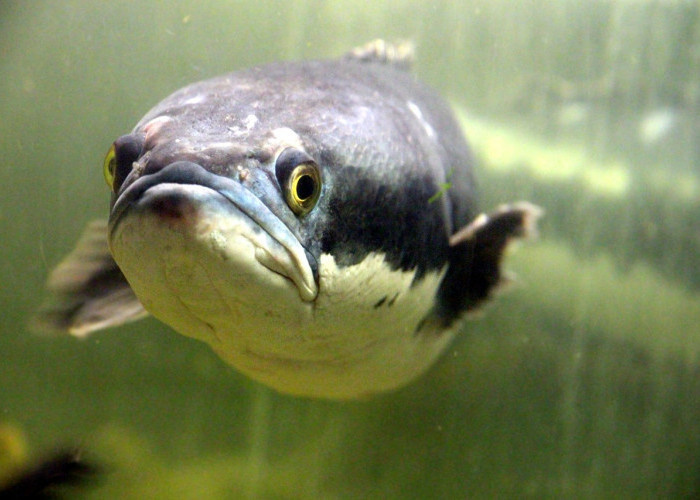 Ikan Gabus, Predator yang Diburu Karena Rasa dan Kandungan Nutrisinya