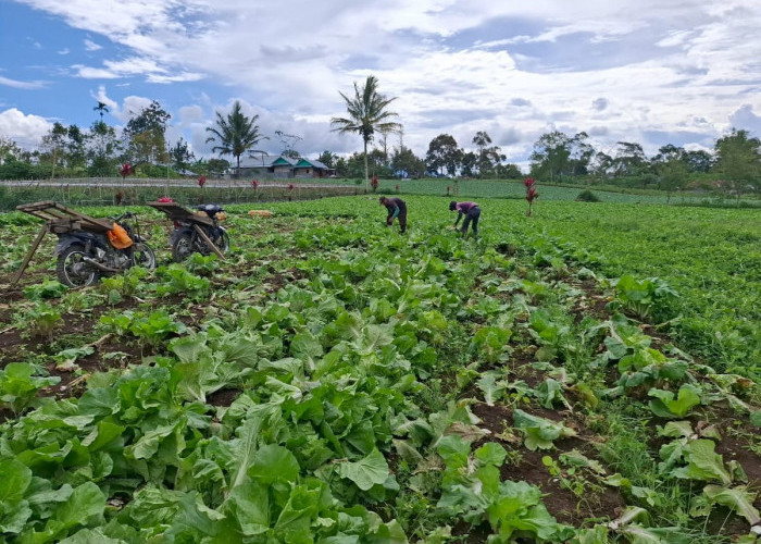 Para Petani Sayuran di Lambar Tengah Dihadapkan Anjloknya Harga Komoditas Hortikultura