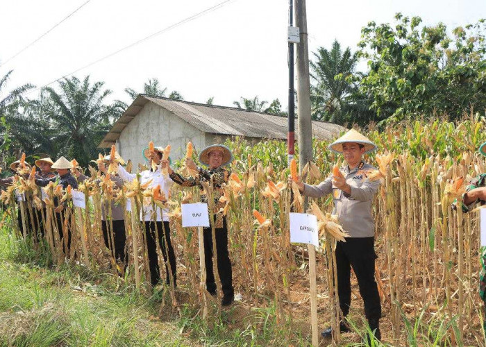 Polres Lampung Utara Gelar Panen Raya Jagung Serentak Dukung Swasembada Pangan 2025