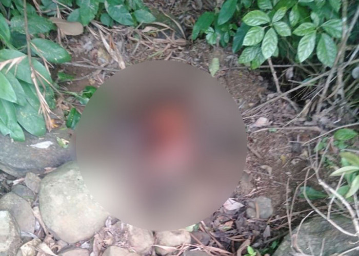 BREAKING NEWS! Sesosok Mayat Wanita Tanpa Busana Ditemukan Membusuk di Pekon Negeri Ratu, Batu Brak
