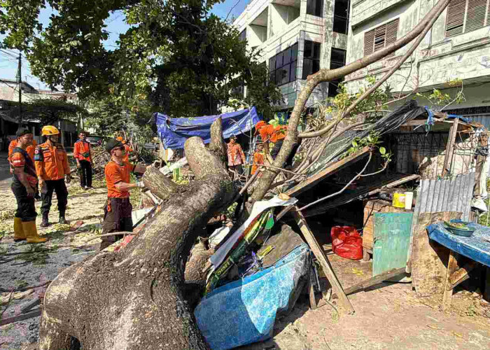 Pohon Berdiameter 120 Cm Tumbang, Warung Pecel Rusak dan Satu Korban Alami Luka Ringan