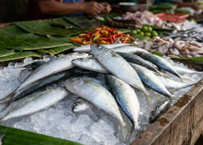 Ikan Lapan, Ikan Laut Murah Kaya Protein