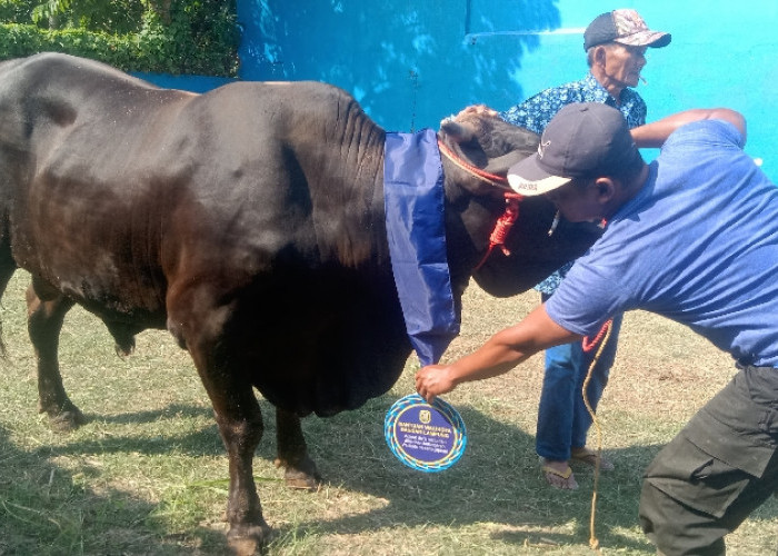 Wali Kota Bandar Lampung Serahkan 93 Hewan Kurban Sambut Idul Adha 1446 H