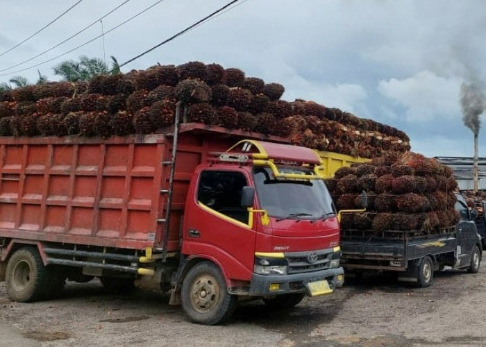 Geram Soal Angkutan Kelapa Sawit Picu Kerusakan Jalan di Lampung, Ini Kata Gubernur Arinal 