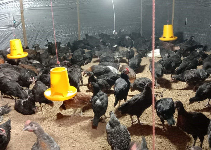 Ternak Ayam Kampung, Program Ketahanan Pangan Pekon Tigajaya Menarik Perhatian 