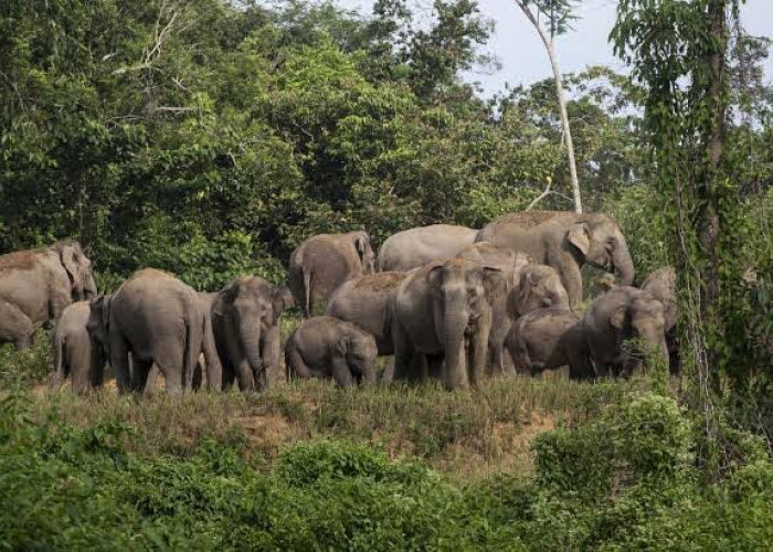 Panen Raya Kopi Diganggu Kawanan Gajah 