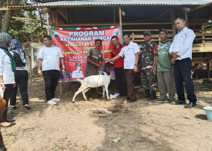 Ketahanan Pangan Hewani Tahun 2023 , Pemerintah Desa Jatimulyo Lampung Selatan Salurkan 16 Kambing 