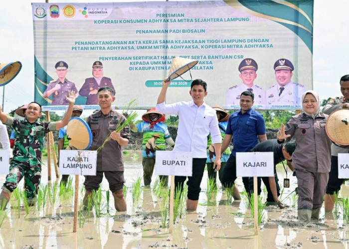 Kolaborasi Pemkab Lampung Selatan dan Kejati Lampung Perkuat Ketahanan Pangan Lewat Padi Biosalin di Sragi