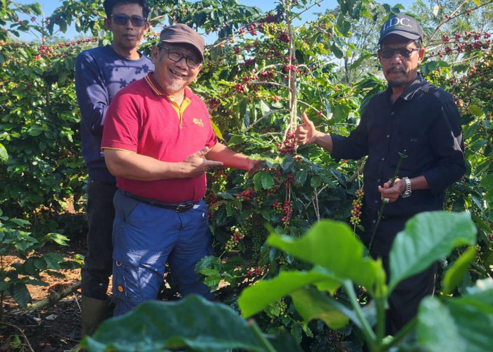 Kunjungi Kebun Kopi di Lampung Barat, Anton Apriyantono: Harga Adalah Milik Pasar, Produksi Milik Petani