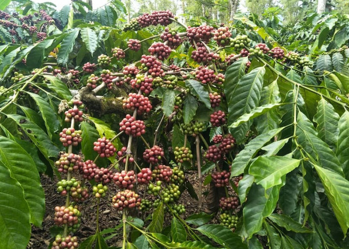 Kebun Kopi yang Bakal Dikunjungi Presiden Jokowi Hasilkan 3,5 Ton Per Hektar