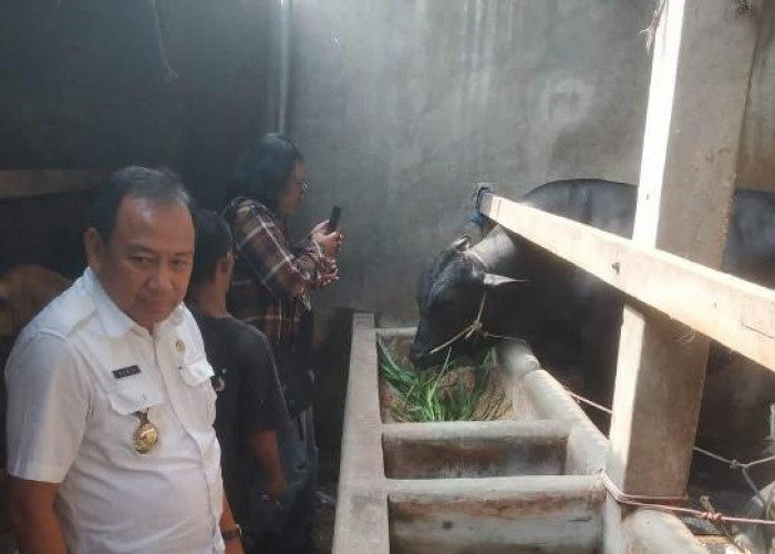 Pemkot Bandarlampung Terjunkan Tim Dokter Hewan Pastikan Keamanan Daging Kurban Idul Adha 1446 H