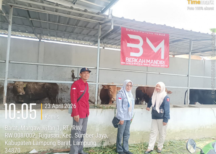 Cegah PMK, UPT Keswan Gedungsurian Gencarkan Vaksinasi Sapi di Sumberjaya